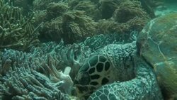 Green sea turtle eating soft coral close up Stock Footage