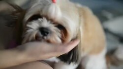 Bathing dogs Stock Footage