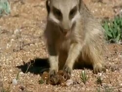 Meerkat (Suricata suricatta) eats a scorpion, Namaqualand, South Africa Stock Footage