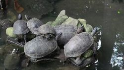 Plan to close country's two public zoos after demands by  animal rights groups News Clip