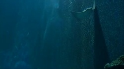 Sharks & Rays at London Aquarium News Clip