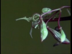 High Speed exploding Himalayan Balsam Pods Impatiens, seed dispersal, United Kingdom Stock Footage