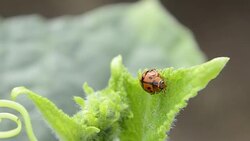 Leaf-feeding ladybird beetle Stock Footage
