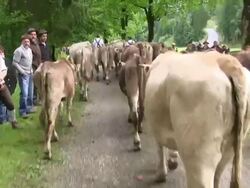 MS POV Viehscheid at Schollang near Oberstdorf, ceremonial driving down of cattle from mountain pastures into valley in autumn at Allgau Alps / Oberstdorf, Bavaria, Germany Stock Footage