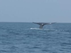 MS POV Blue whale swimming surface of ocean / Mirissa, Southern province, Sri Lanka   Stock Footage