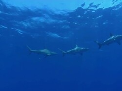 MS TS Shot of Blacktip shark aggregation swimming in open water with sunlight filtering through water surface / Aliwal Shoal, Kwa Zulu Natal, South Africa Stock Footage