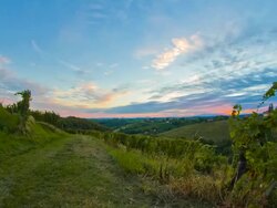 HD Motion Time-Lapse: Vineyard At Sunset Stock Footage