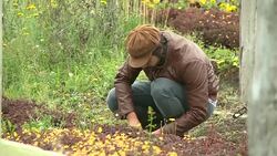 VOICED : Colombian chefs use flowers in bold new style of cuisine News Clip