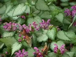 Cicadas crawling on leafs with nymph shells.  Close up shot Stock Footage