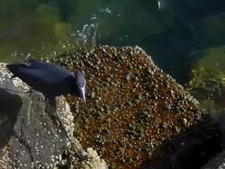 Wading Bird Searching For Food On A Barnacle-Covered Boulder Stock Footage