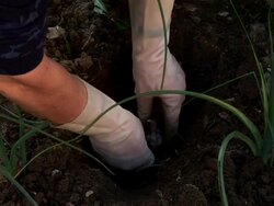 HD: Gardening Stock Footage