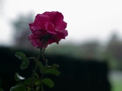 SHADOWS OF WAR: Flanders Field American Cemetary Stock Footage