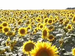 Sunflower zoom Stock Footage