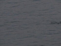 MS Group of Dolphins swimming at surface in coastal waters / Malibu, California, United States Stock Footage