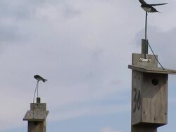 Swallows Nesting Box Mating Ritual Stock Footage