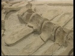 Horse fossils found dating back 3 million years News Clip