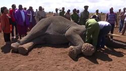 Elephants fitted with trackers to reduce conflict with humans News Clip