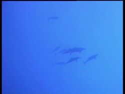 Spinner Dolphins, Stenella longirostris, swimming in blue sea, back light, zoom out, Layang Layang, Malaysia Stock Footage