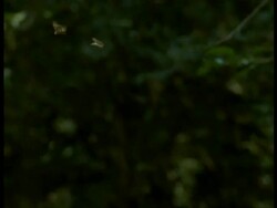 High Speed - MS 2 Male Speckled Wood Butterflies (Pararge aegeria) fighting in flight, England Stock Footage