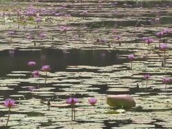 Pan Right Shot Lily in Pookot Lake Kerala India Stock Footage