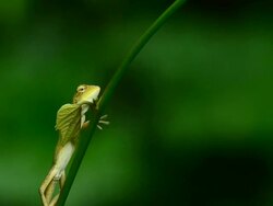 Chameleon Stock Footage