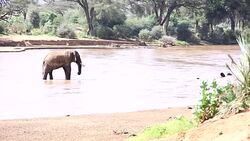 African Elephant at wild Stock Footage