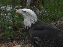 The Hunter Stock Footage