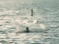 White swan on lake Stock Footage