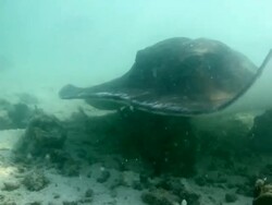 Graceful ray underwater Stock Footage