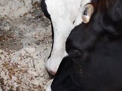 Dairy cows at farm ,Thailand Stock Footage