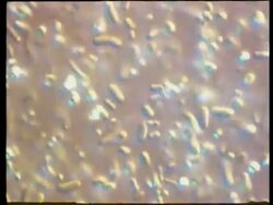 T/L mixed bacteria digest waste and produce methane gas Stock Footage