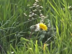 MS SLO MO Taraxacum officinale seeds being blown and dispersed by wind / Vieux Pont, Normandy, France Stock Footage