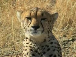 Cheetah - Gepard2 Stock Footage
