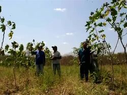 VOICED: Brasil: campesinos apuestan al biocombustible News Clip