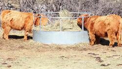 Kyloe cattle young males in prairie Stock Footage