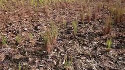 Barren Field Panning Stock Footage