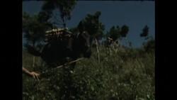 RR7144/1 MILTARY MULES Instructional Video