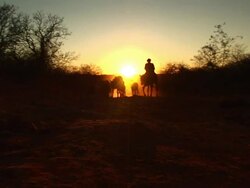 WS ZI Shot of cowboy with cattle / Jacobina, Bahia, Brazil Stock Footage