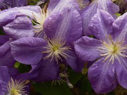 HD DOLLY: Purple Flower Heads Stock Footage