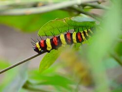 Slug Caterpillars Stock Footage