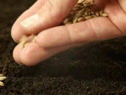 Sowing wheat Stock Footage