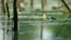 Looking beyond the pond Stock Footage