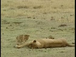 MS Lion cubs playing with mother Stock Footage