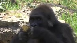 Israeli zoo feeds gorillas matzah for Passover News Clip