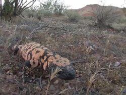 CU TS Gila Monster (Heloderma suspectum) pauses and then walks toward camera. /Utah, USA Stock Footage
