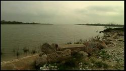 Bizarre bird migrations could be linked to drought and scarce food News Clip