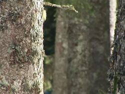 HD: Young spruce tree Stock Footage