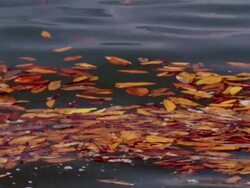 CU Leaves drifting on water / Guanacaste, Costa Rica Stock Footage