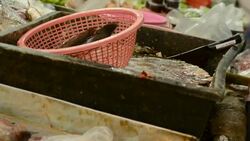 Snakehead fish kill Stock Footage