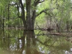 HD video flooded cottonwood forest and kayak Colorado state park Stock Footage